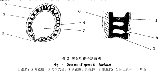 灵芝孢子粉的外壁是什么?-第2张图片-灵芝知识网 灵芝孢子粉的外壁是什么?-第2张图片-灵芝知识网