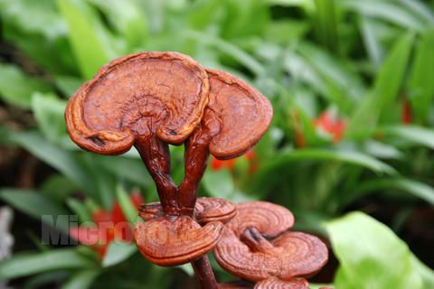 灵芝对女性的作用,灵芝孢子粉对女性的作用功效