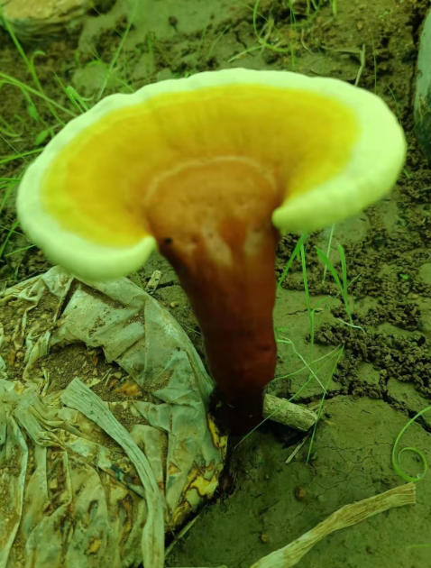 晚上吃灵芝孢子粉会睡不着吗？有没有副作用？