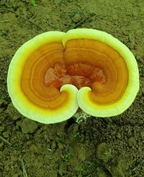 灵芝孢子粉它能治什么病的？一定要看