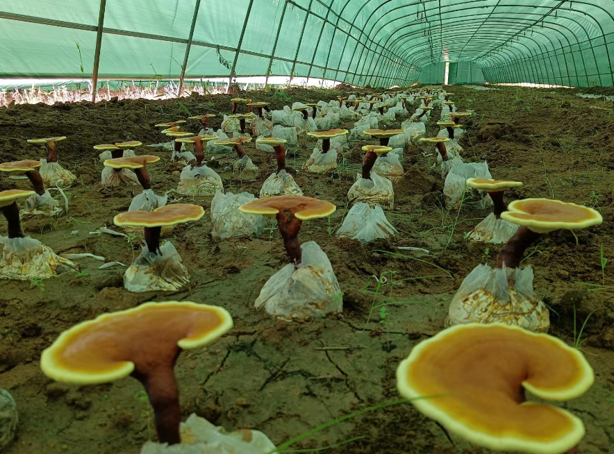 正宗灵芝孢子粉多少钱一斤？抓紧了解