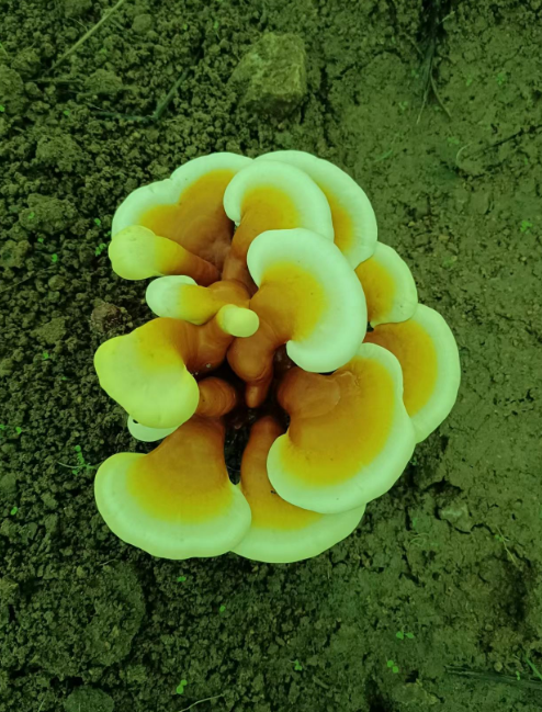 灵芝孢子粉可以长期服用吗？有副作用吗？