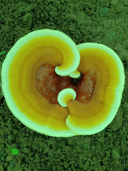 灵芝孢子粉用什么水冲比较好？你会吃吗？