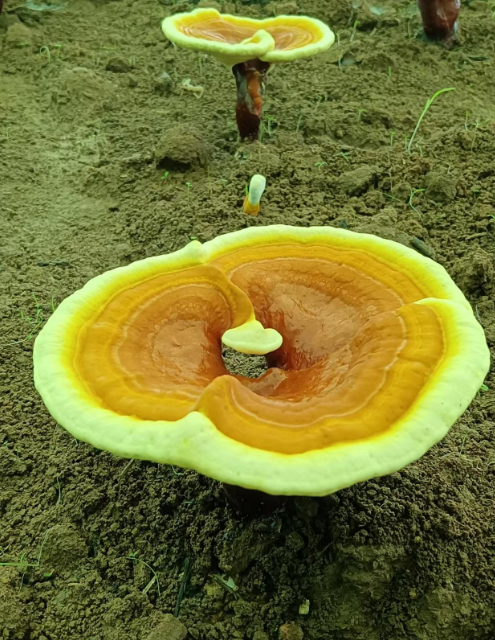 灵芝孢子粉一斤多少钱？你知道怎么选择吗？