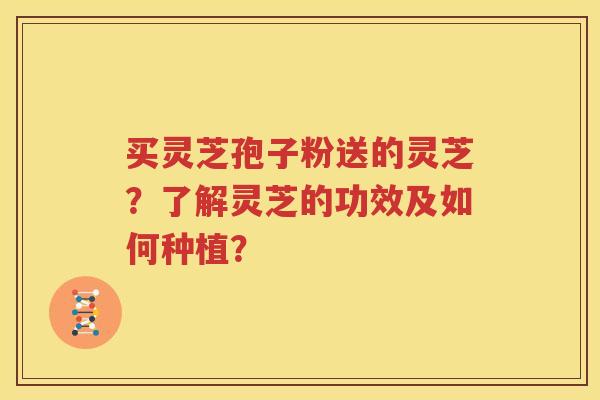 买灵芝孢子粉送的灵芝？了解灵芝的功效及如何种植？