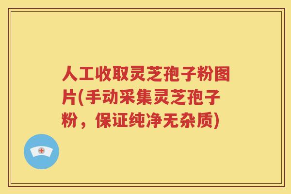 人工收取灵芝孢子粉图片(手动采集灵芝孢子粉，保证纯净无杂质)