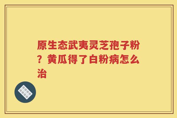 原生态武夷灵芝孢子粉？黄瓜得了白粉病怎么治