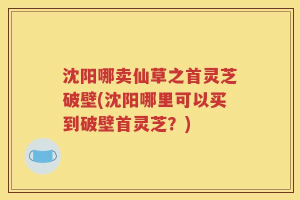沈阳哪卖仙草之首灵芝破壁(沈阳哪里可以买到破壁首灵芝？)