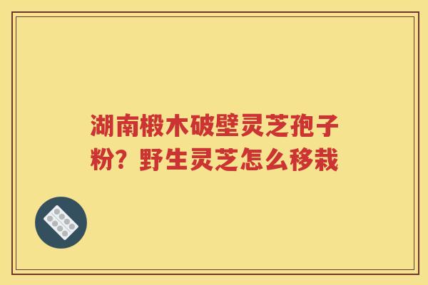 湖南椴木破壁灵芝孢子粉？野生灵芝怎么移栽