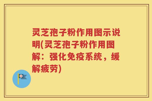 灵芝孢子粉作用图示说明(灵芝孢子粉作用图解：强化免疫系统，缓解疲劳)