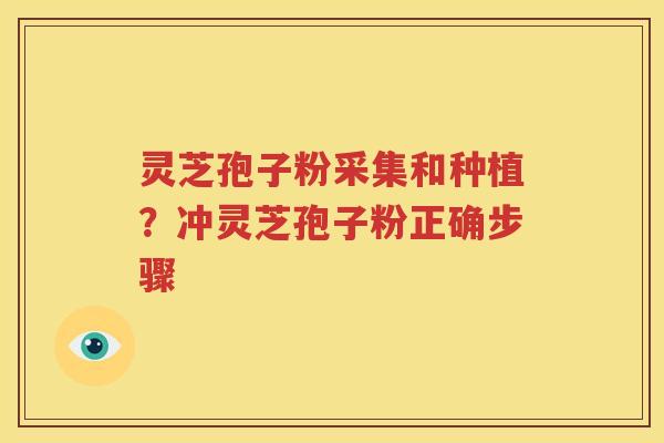 灵芝孢子粉采集和种植？冲灵芝孢子粉正确步骤
