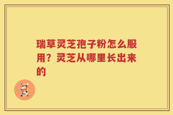 瑞草灵芝孢子粉怎么服用？灵芝从哪里长出来的
