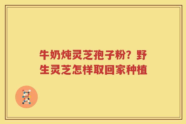 牛奶炖灵芝孢子粉？野生灵芝怎样取回家种植