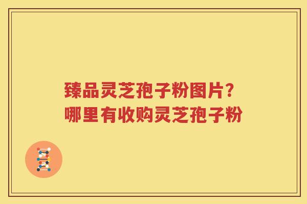 臻品灵芝孢子粉图片？哪里有收购灵芝孢子粉