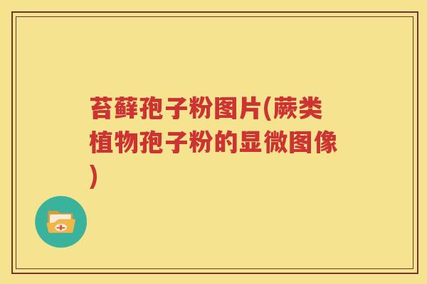苔藓孢子粉图片(蕨类植物孢子粉的显微图像)