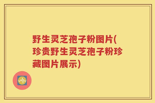 野生灵芝孢子粉图片(珍贵野生灵芝孢子粉珍藏图片展示)