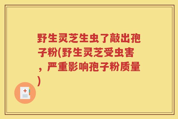 野生灵芝生虫了敲出孢子粉(野生灵芝受虫害，严重影响孢子粉质量)