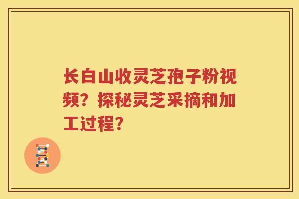 长白山收灵芝孢子粉视频？探秘灵芝采摘和加工过程？