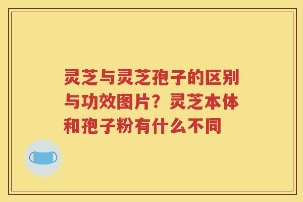 灵芝与灵芝孢子的区别与功效图片？灵芝本体和孢子粉有什么不同