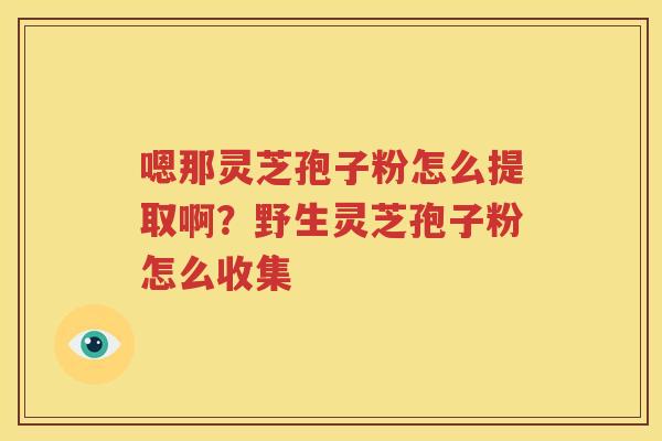 嗯那灵芝孢子粉怎么提取啊？野生灵芝孢子粉怎么收集