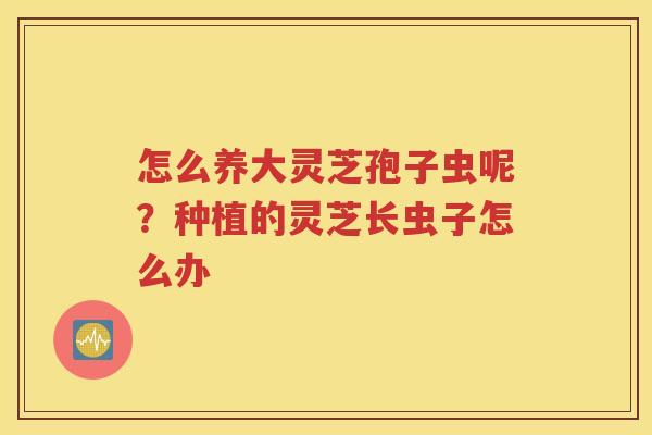 怎么养大灵芝孢子虫呢？种植的灵芝长虫子怎么办