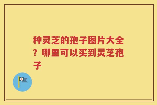 种灵芝的孢子图片大全？哪里可以买到灵芝孢子