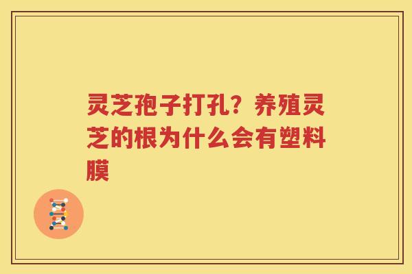 灵芝孢子打孔？养殖灵芝的根为什么会有塑料膜