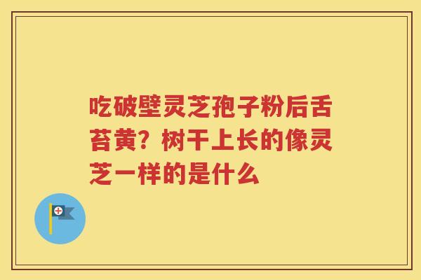吃破壁灵芝孢子粉后舌苔黄？树干上长的像灵芝一样的是什么