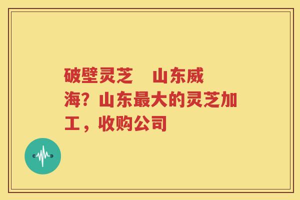 破壁灵芝   山东威海？山东最大的灵芝加工，收购公司