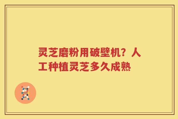 灵芝磨粉用破壁机？人工种植灵芝多久成熟