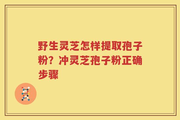 野生灵芝怎样提取孢子粉？冲灵芝孢子粉正确步骤