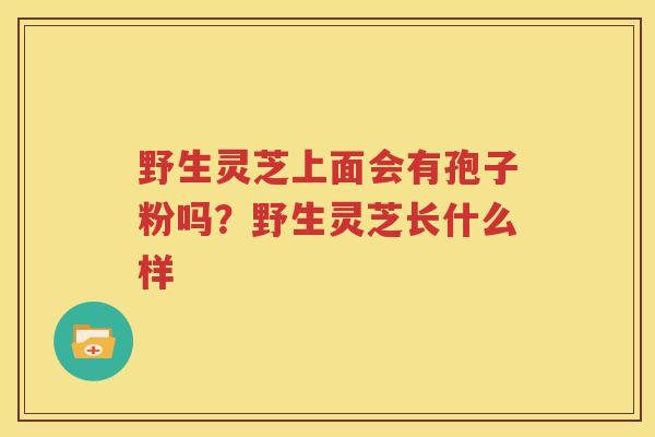 野生灵芝上面会有孢子粉吗？野生灵芝长什么样