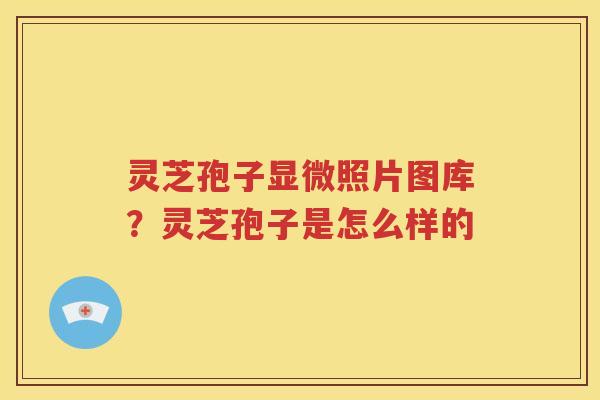 灵芝孢子显微照片图库？灵芝孢子是怎么样的
