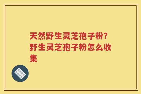 天然野生灵芝孢子粉？野生灵芝孢子粉怎么收集