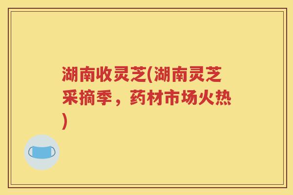 湖南收灵芝(湖南灵芝采摘季，药材市场火热)