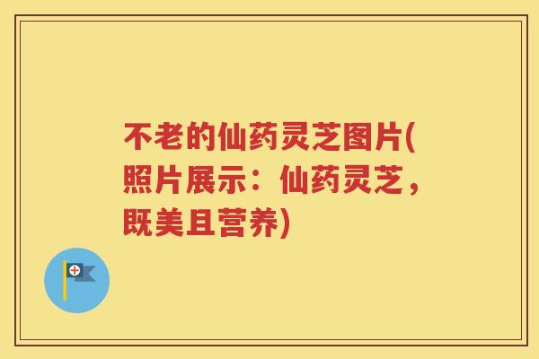 不老的仙药灵芝图片(照片展示：仙药灵芝，既美且营养)