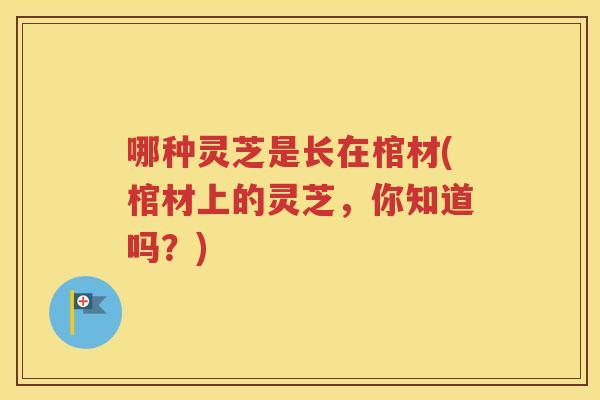 哪种灵芝是长在棺材(棺材上的灵芝，你知道吗？)