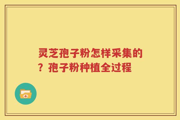 灵芝孢子粉怎样采集的？孢子粉种植全过程