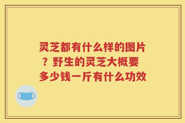 灵芝都有什么样的图片 ？野生的灵芝大概要多少钱一斤有什么功效