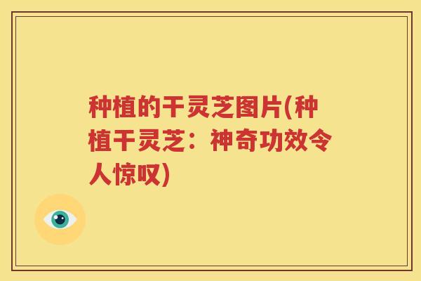 种植的干灵芝图片(种植干灵芝：神奇功效令人惊叹)