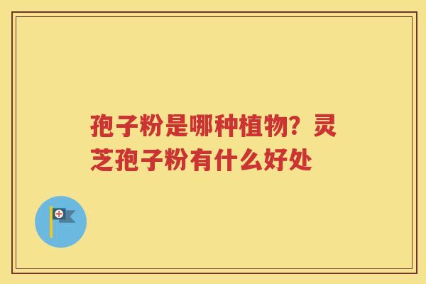 孢子粉是哪种植物？灵芝孢子粉有什么好处