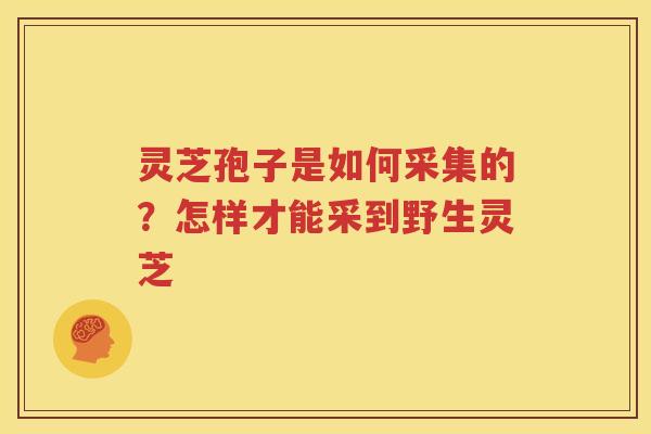 灵芝孢子是如何采集的？怎样才能采到野生灵芝