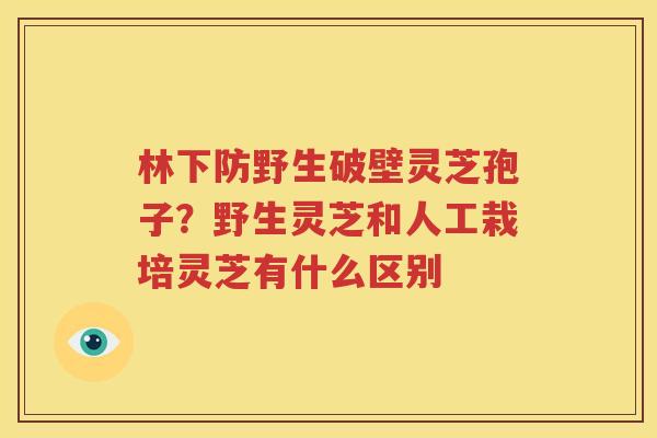 林下防野生破壁灵芝孢子？野生灵芝和人工栽培灵芝有什么区别