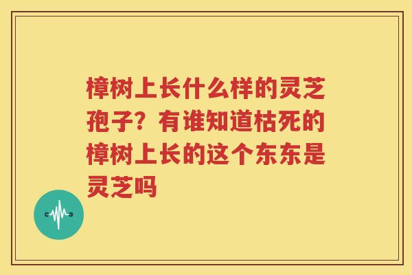 樟树上长什么样的灵芝孢子？有谁知道枯死的樟树上长的这个东东是灵芝吗
