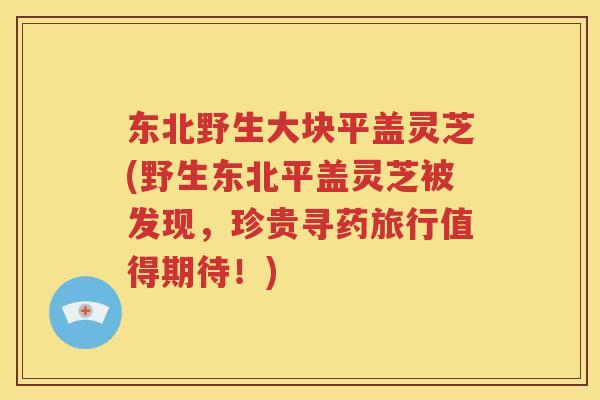 东北野生大块平盖灵芝(野生东北平盖灵芝被发现，珍贵寻药旅行值得期待！)