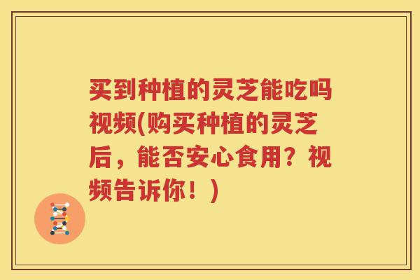 买到种植的灵芝能吃吗视频(购买种植的灵芝后，能否安心食用？视频告诉你！)