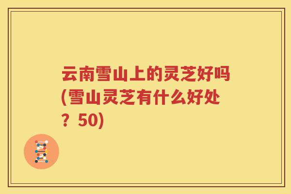 云南雪山上的灵芝好吗(雪山灵芝有什么好处？50)