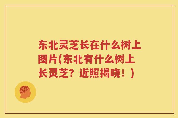 东北灵芝长在什么树上图片(东北有什么树上长灵芝？近照揭晓！)