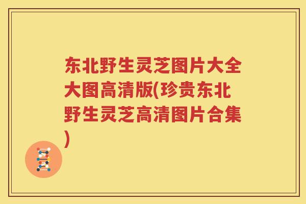 东北野生灵芝图片大全大图高清版(珍贵东北野生灵芝高清图片合集)