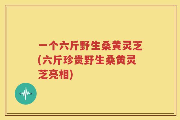 一个六斤野生桑黄灵芝(六斤珍贵野生桑黄灵芝亮相)